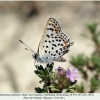 athamanthia japhetica male1